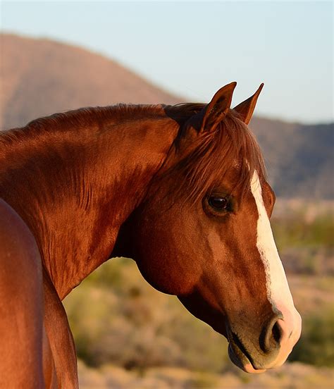 stallion auctions quarter horse